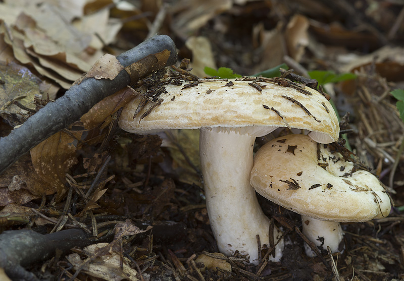 Lactarius zonarioides